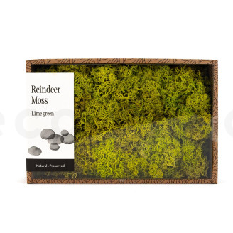 Islandmoos konserviert - Creabox M - Lime Green