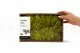 Preserved Reindeer Moss Lime Green (Creabox M) 4