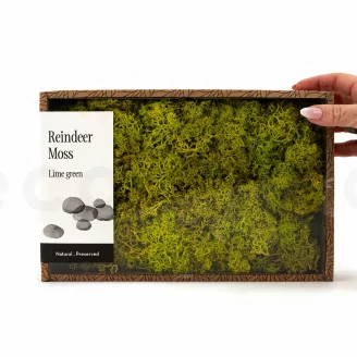 Lichen stabilis&eacute; Lime Green (Creabox M)