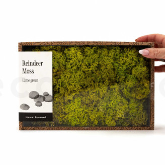 Lichene preservato - Creabox M - Lime Green
