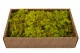 Konserviertes Islandmoos Lime Green (Creabox M) 5
