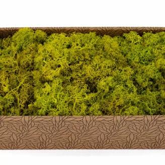 Lichen stabilis&eacute; Lime Green (Creabox M)