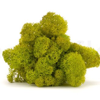 Lichene stabilizzato - Creabox M - Lime Green