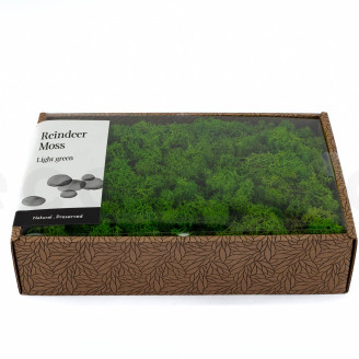 Lichene preservato - Creabox M - Light Green