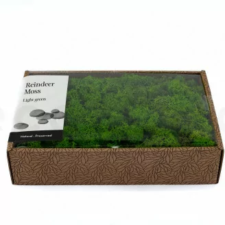 Lichene stabilizzato Light Green (Creabox M)