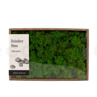 Preserved Reindeer Moss - Creabox M - Light Green