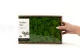 Lichen stabilis&eacute; Light Green (Creabox M) 4