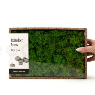 Lichene stabilizzato Light Green (Creabox M)