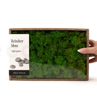 Liquen preservado - Creabox M - Light Green