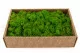Lichen stabilis&eacute; Light Green (Creabox M) 5