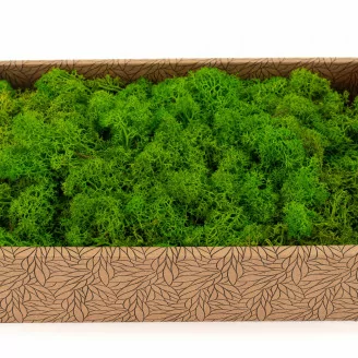 Lichene stabilizzato Light Green (Creabox M)