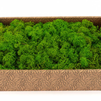 Preserved Reindeer Moss - Creabox M - Light Green