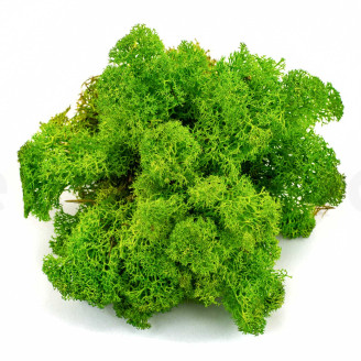 Preserved Reindeer Moss - Creabox M - Light Green