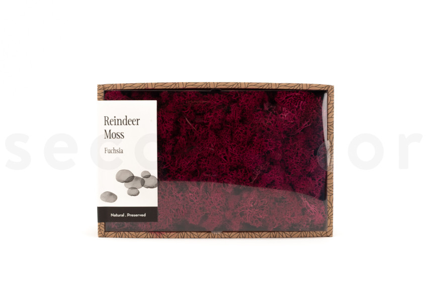 Islandmoos konserviert - Creabox M - Fuchsia