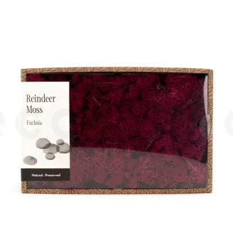 Konserviertes Islandmoos Fuchsia (Creabox M)
