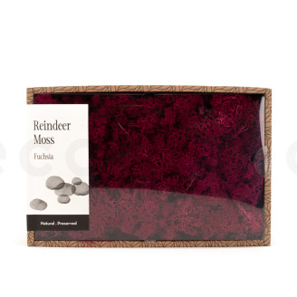 Lichene preservato - Creabox M - Fuchsia