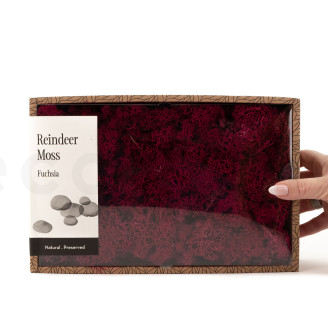 Lichene preservato - Creabox M - Fuchsia