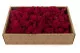 Liquen preservado Fucsia (Creabox M) 5