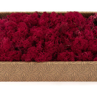 Liquen preservado - Creabox M - Fuchsia