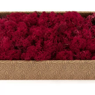 Preserved Reindeer Moss Fuchsia (Creabox M)
