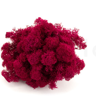 Preserved Reindeer Moss - Creabox M - Fuchsia