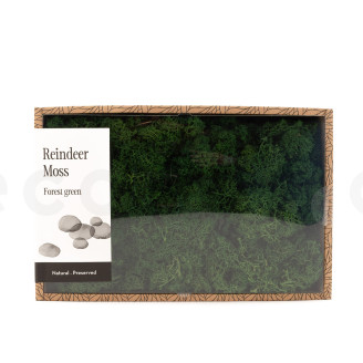 Islandmoos konserviert - Creabox M - Forest Green