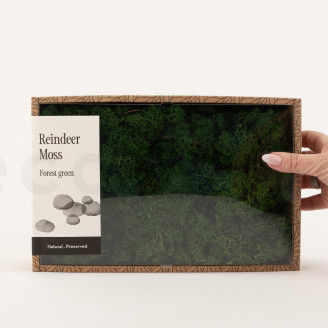 Islandmoos konserviert - Creabox M - Forest Green
