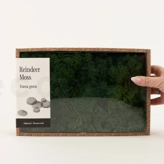 Preserved Reindeer Moss Forest Green (Creabox M)