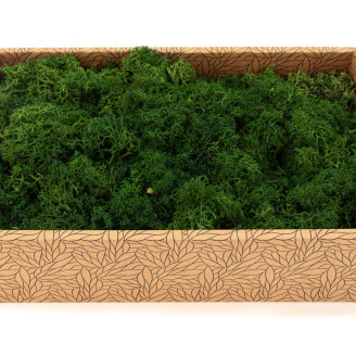 Lichene preservato - Creabox M - Forest Green