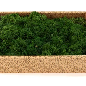 Lichene stabilizzato Forest Green (Creabox M)