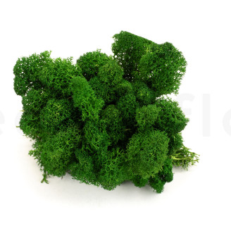 Lichen Stabilis&eacute; - Creabox M - Forest Green