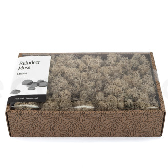 Lichene preservato - Creabox M - Cream