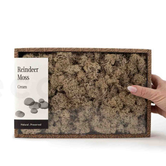Lichene preservato - Creabox M - Cream
