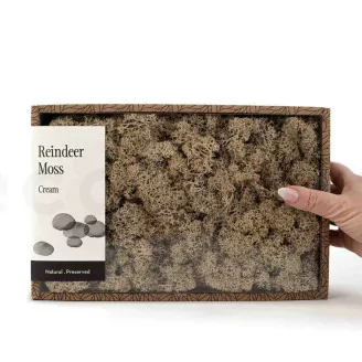 Lichene stabilizzato Crema (Creabox M)