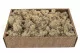 Preserved Reindeer Moss Cream (Creabox M) 5