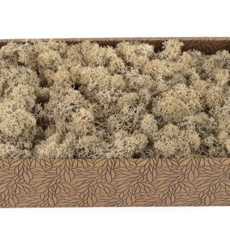 Islandmoos konserviert - Creabox M - Cream