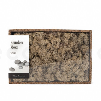 Lichene preservato - Creabox M - Cream