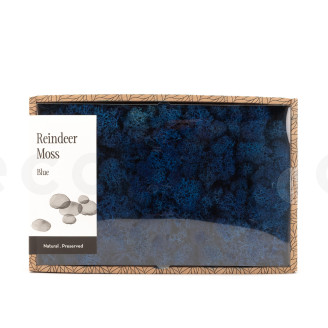 Preserved Reindeer Moss - Creabox M - Royal Blue