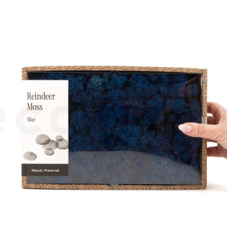 Lichene preservato - Creabox M - Royal Blue