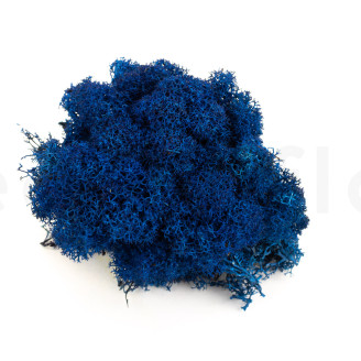 Lichene stabilizzato - Creabox M - Royal Blue