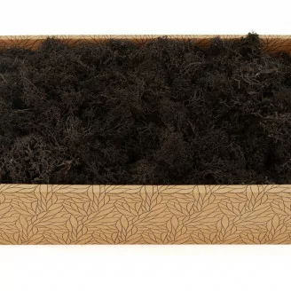 Lichen stabilis&eacute; Noir (Creabox M)