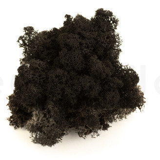 Liquen preservado - Creabox M - Negro