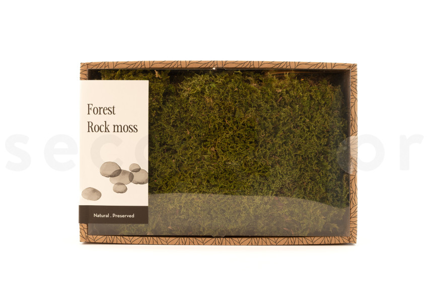 Musgo roca preservado - Creabox M - Verde