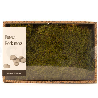 Muschio di roccia preservato - Creabox M - Verde