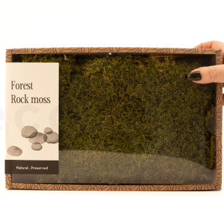 Muschio di roccia preservato - Creabox M - Verde