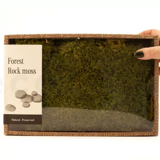 Preserved Rock Moss (Creabox M)