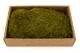 Preserved Rock Moss (Creabox M) 5