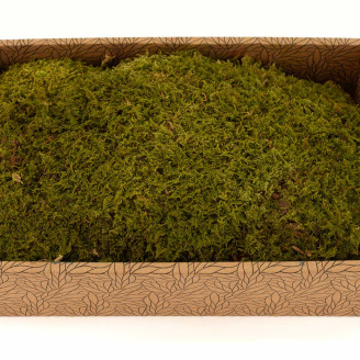 Muschio di roccia preservato - Creabox M - Verde