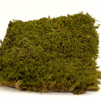 Rock Moss Preserved - Creabox M - Green