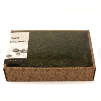 Musgo Longo preservado - Creabox M - Verde